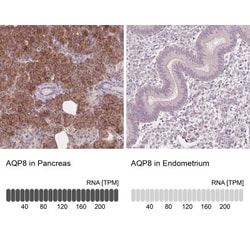 Aquaporin-8 Antibody, Novus Biologicals 25 &mu;L; Unlabeled:Antibodies,